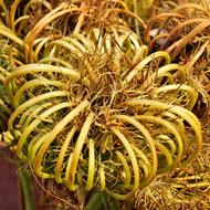 Nature Plant Tropical