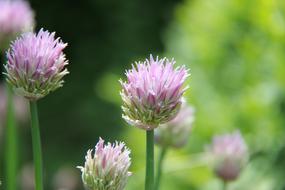 Nature Plant Summer