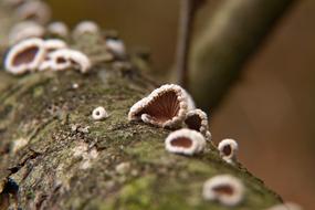 Nature Tree Closeup