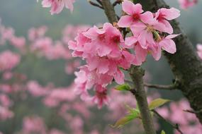 Flower Plant Nature