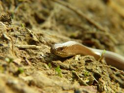 Nature Animals A Little
