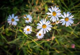 Daisy Margarite Spring