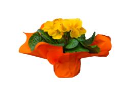 Nature Flower Primroses