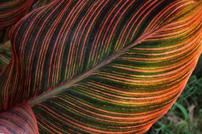 Leaf Colorful Nature