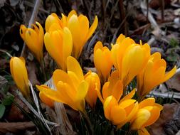 Nature Plant Flower