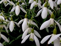 Flower Nature Plant