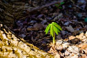 Plant Flora Woods