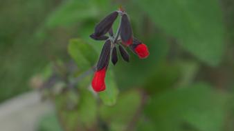 Nature Leaf Outdoors