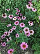 Flower Plant Nature