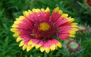 Flower Nature Plant