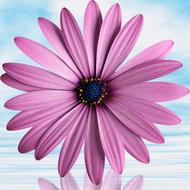 Flower Petal Summer