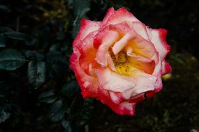 Rose Flower Beautiful One