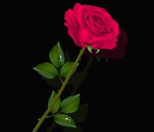 flower rosa plant petal floral