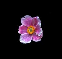 Blossom Bloom Flower