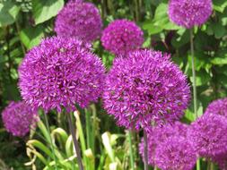 Purple Flower Allium