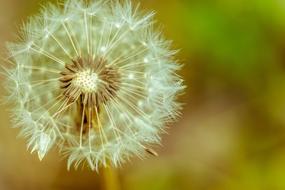 Dandelion Nature Plant