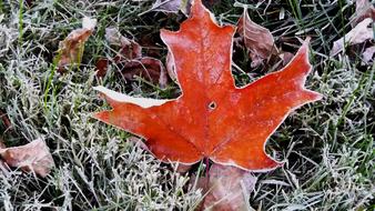 Nature Maple Leaf Frosted