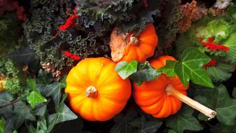 Nature Pumpkins Ornamental
