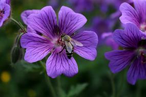 Blossom Bloom Insect