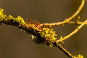 Moss Branch Forest