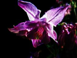 fractalius columbine pink flower