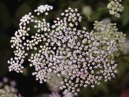Flower Blossom Bloom