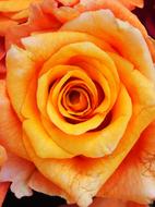 orange Flower Rose macro blur