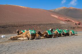 Sand Desert Camel