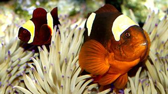 Nature Tropical Color