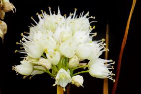 Nature Flower Plant