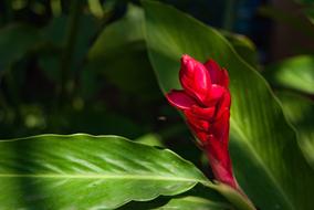 Red Flowers Plant