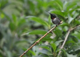 Hummingbird Nature Wildlife
