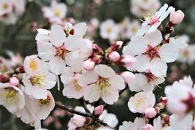 Flower Cherry Branch