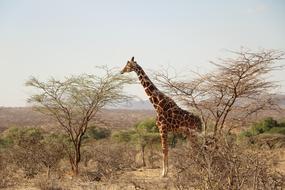 Giraffe Safari Animal