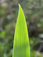 Leaf Pattern Lines