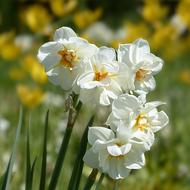 Plant Flower Narcissus