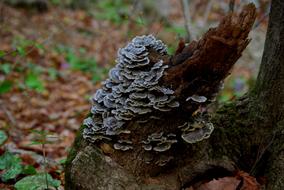 Nature Wood Fungi