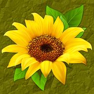 nature flower plant sunflower