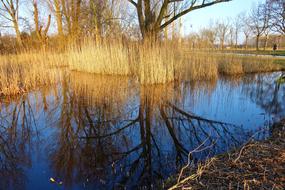 Pond Water Reeds