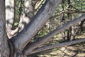 Trunk Tree Nature