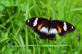 Nature Insect Butterfly