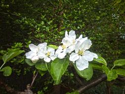 Flower Cherry Blooming