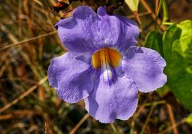 Morning Glory Flower Purple