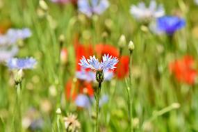 Alpine Cornflower Centaurea