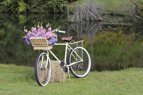 Lawn Bike Old Nature