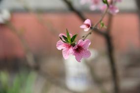 Nature Flowers Beauty Summer