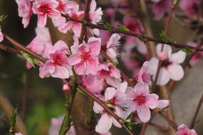 Flower Branch Tree