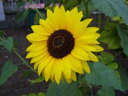 Plant Nature Summer