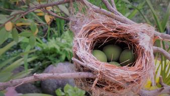 Bird Nest New Real Nature The