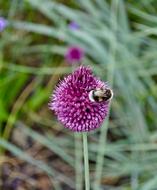 Nature Flora Flower